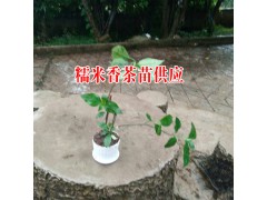 糯米香茶苗哪里有銷售#糯米香茶苗供應(yīng)商#圖2