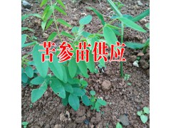 糯米香茶價(jià)格#糯米香茶怎么泡#糯米香普洱茶圖2