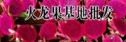 [火龍果價(jià)格]