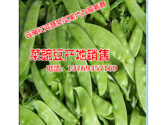 青碗豆多少錢(qián)#優(yōu)質(zhì)青碗豆批發(fā)價(jià)格圖2