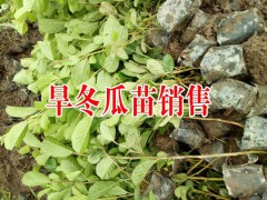 一年生旱冬瓜苗#云南旱冬瓜苗供應(yīng)商圖2