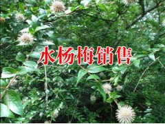 滇紅花種植公司_云南中藥材種植圖3