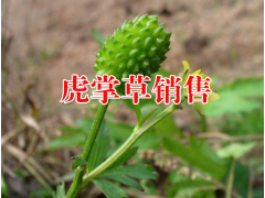 燈盞花～玄參～大麻藥～小紅參、虎掌草等中藥材及玉葡萄根圖3