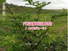 青花椒袋裝苗批發(fā)（施甸縣美斯勒青花椒公司13708657897 ）圖2