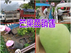 云南芒果樹苗公司品牌？云南芒果樹苗哪里的好圖2