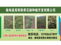 適合云南種植的青花椒種苗銷售點#云南青花椒苗銷售公司圖2