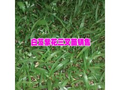 {黃精技術(shù)培訓(xùn)}今日黃精種苗批發(fā)#黃精種苗多少錢一斤圖3