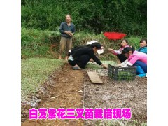 訓(xùn)化的白芨苗圖片&云南白芨種苗價(jià)格合作示范社播報(bào)圖2