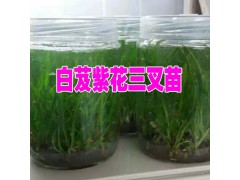 白芨育苗技術(shù)#白芨種子直播育苗技術(shù)圖3