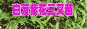 2017白芨苗種植季節(jié)#白芨苗價(jià)格#