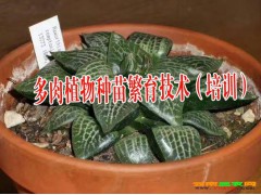 黃精中藥種苗繁育技術(shù)大全%云南黃精藥材種苗繁育資料圖2