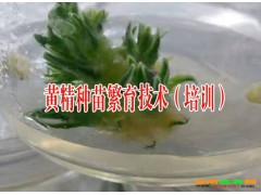 黃精中藥材種苗繁育技術(shù)哪里有?云南黃精中藥材種苗技術(shù)圖3