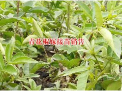 青花椒苗嫁接苗多少錢的價(jià)格？圖2