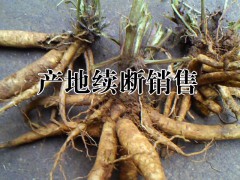 云南續(xù)斷市場價是多少?哪里續(xù)斷種植多?圖2