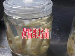 黃精中藥材種苗繁育技術(shù)哪里有?云南黃精中藥材種苗技術(shù)圖2