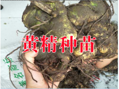 黃精種植成本收益分析資料|云南黃精種植哪里專業(yè)?圖2