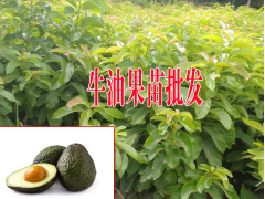 牛油果怎么種植才結(jié)果?廣西牛油果苗圖3