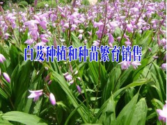 云南白芨苗批發(fā)_云南明遠(yuǎn)中藥材種植有限公司13887290917圖2