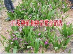 云南白芨商家報價表&云南白芨根莖藥材多少錢斤圖2