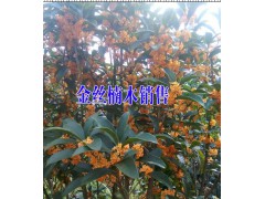 金桂/馬纓花樹樁/山茶花多少錢?產(chǎn)地山茶花多少錢一株?圖3