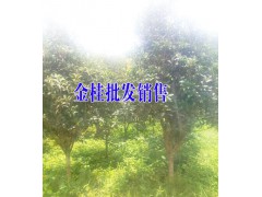 云南馬纓花樹樁樹分布區(qū)域_紅河屏邊/圖3