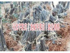 云南蘋果苗一棵多少錢？龍威蘋果小苗70公分袋苗圖片?圖3