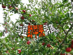 劍川蘋果網(wǎng)_云南大理野蘋果銷售批/采購(gòu)員/圖片圖3