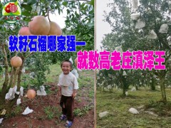 云南軟籽石榴小樹苗@適合云南的軟籽石榴種苗&產(chǎn)地石榴苗圖2