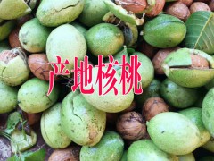 出售云南核桃信息◆核桃批發(fā)在哪里◆云南核桃產(chǎn)地價(jià)格多少一斤圖1