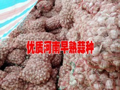 永勝早熟大蒜◆寧蒗縣早熟大蒜栽培技術(shù)◆云南核桃成品圖2