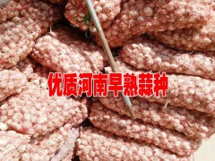 今日早熟蒜種價(jià)格是多少?大理早熟蒜種多少一斤圖3