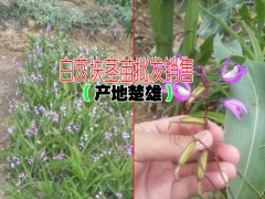 白芨種植技術(shù)◆白芨種植價格◆云南白芨藥材收購價格圖3