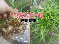 白芨種植技術(shù)◆白芨種植價格◆云南白芨藥材收購價格圖2