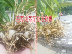 云南白芨種植基地◆云南白芨種子 云南白芨塊莖苗圖2