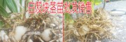 白芨塊莖苗多少錢(qián)?