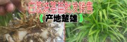 白芨塊莖苗#云南白芨塊莖苗圖