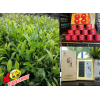 云南銀溪綠茶|生態(tài)綠茶|:08728520365