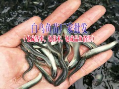 水產(chǎn)魚苗供應(yīng)廠家圖2