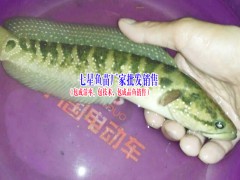 水產(chǎn)魚苗供應(yīng)廠家圖3