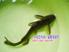 烏魚苗養(yǎng)殖技術(shù)|烏魚苗哪里能購買得到|圖3