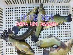 昆明魚(yú)苗,云南魚(yú)苗,玉溪魚(yú)苗,, 飼養(yǎng)魚(yú)圖2