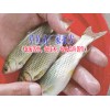 叉尾魚價(jià)格|叉尾魚苗批發(fā)◆ 草龜、蘇卡達(dá)龜、佛龜養(yǎng)殖技術(shù)