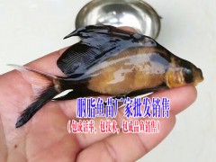 產(chǎn)地鯉魚苗、鱸魚魚苗、南方大口鯰魚苗市場報價是多少?圖2