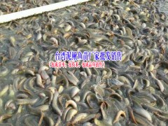 產(chǎn)地鯉魚苗、鱸魚魚苗、南方大口鯰魚苗市場報價是多少?圖3