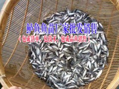 眉山淡水魚苗哪里有賣?供應(yīng)廠家圖2