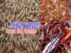 眉山淡水魚苗哪里有賣?供應(yīng)廠家圖3