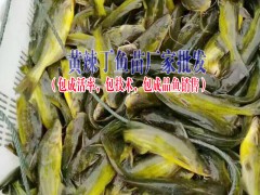 中華鱘魚(yú)苗、叉尾魚(yú)苗等名優(yōu)淡水苗種出售信息圖2