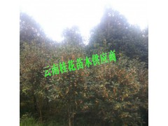 桂花樹秒價格均為參考價格#桂花樹栽培技術(shù)圖2