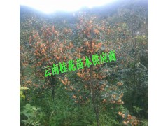 云南桂花樹苗多少錢#一棵桂花樹多少錢圖2