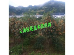 云南桂花樹苗多少錢#一棵桂花樹多少錢圖3